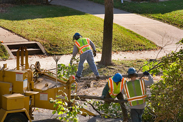 The Steps Involved in Our Tree Care Process in Pleasant View, UT